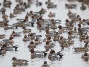 Eurasian Wigeon (Mareca penelope) group, Netherlands