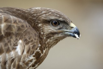 Common Buzzard (Buteo buteo), portrait, Castile and Leon, Spain