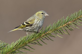 Eurasian Siskin (Spinus spinus) female perched on a branch, Poland