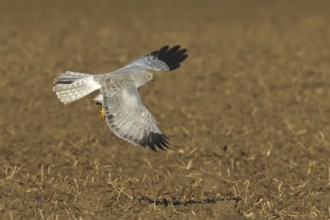 Hen Harrier (Circus cyaneus) male flying, Rhineland-Palatinate, Germany