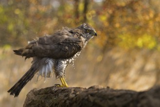 Northern Goshawk (Accipiter gentilis), Subotica, Serbia