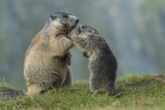 Alpine Marmot (Marmota marmota) adult with young, High Tauern National Park, Carinthia, Austria