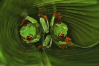 Red-eyed tree frog (Agalychnis callidryas), the most famous frog in Costa Rica and possibly the