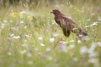 Common Buzzard (Buteo buteo) in a flowering meadow, Asturias, Spain