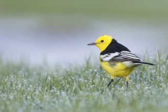 Citrine Wagtail - Zitronenstelze - Motacilla citreola ssp. calcarata, Kyrgyzstan, adult male