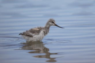 Pied Avocet (Recurvirostra avosetta) juvenile, Lesvos, Greece