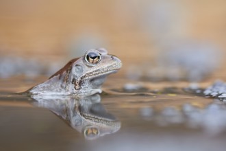Common Frog (Rana temporaria) portrait in spawning pond, Canton of Grisons, Switzerland