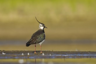Northern Lapwing (Vanellus vanellus) male, North Rhine-Westphalia, Germany