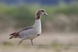 Egyptian Goose (Alopochen aegyptiaca), North Rhine-Westphalia, Germany