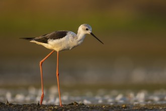 Black-winged Stilt (Himantopus himantopus) female foraging, North Rhine-Westphalia, Germany