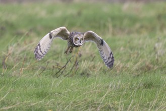 Short-eared Owl (Asio flammeus) flying, Netherlands