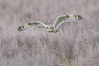 Short-eared Owl (Asio flammeus) flying, Netherlands