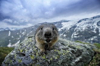Cute fat animal Marmot, sitting on the stone with nature rock mountain habitat, Alp, Austria.