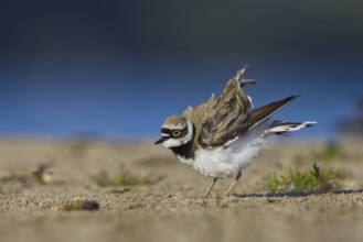 Little Ringed Plover (Charadrius dubius) male foraging, North Rhine-Westphalia, Germany
