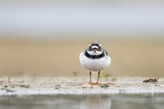 Common Ringed Plover (Charadrius hiaticula) foraging, North Rhine-Westphalia, Germany
