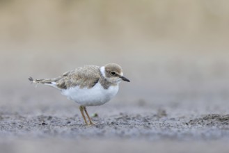 Little Ringed Plover (Charadrius dubius) juvenile, North Rhine-Westphalia, Germany