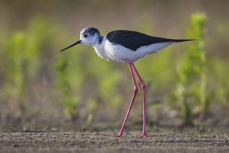Black-winged Stilt (Himantopus himantopus) male foraging, North Rhine-Westphalia, Germany