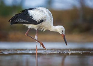 White Stork (Ciconia ciconia) foraging in shallow water, Saxony-Anhalt, Germany