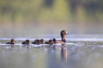 Tufted Duck (Aythya fuligula) female with chicks, North Rhine-Westphalia, Germany