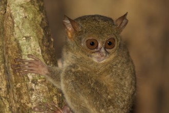 Sulawesi-Koboldmaki, Tarsius spectrumgurskyae Gursky's spectral tarsier, Tarsius spectrumgurskyae