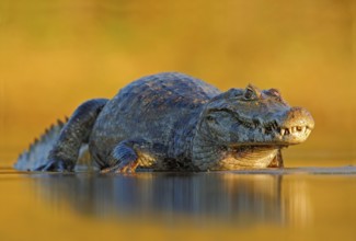 Caiman, Yacare Caiman, crocodile in the river surface, evening yellow sun, Pantanal, Brazil