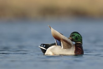 Mallard (Anas platyrhynchos) male, Utrecht, Netherlands
