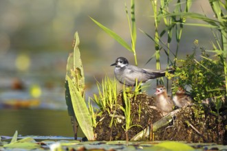 Black Tern (Chlidonias niger) with chicks, Mecklenburg-Western Pomerania, Germany