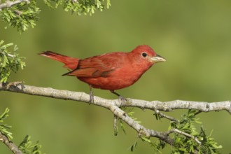 Summer Tanager (Piranga rubra), Texas, USA