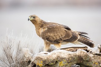 Bonelli's Eagle (Aquila fasciata) juvenile, Castile-La Mancha, Spain