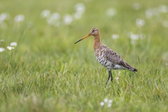 Black-tailed Godwit (Limosa limosa), Lower Saxony, Germany
