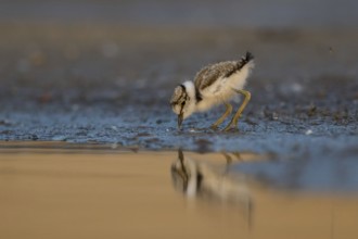 Little Ringed Plover (Charadrius dubius) chick at a waterhole, North Rhine-Westphalia, Germany