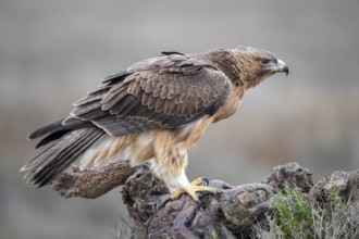 Bonelli's Eagle (Aquila fasciata) juvenile, Castile-La Mancha, Spain