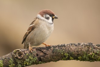 Eurasian Tree Sparrow (Passer montanus) perched on a branch, Lower Saxony, Germany