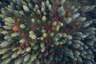 Montane forest in colorful fall foliage seen from bird's eye perspective, Switzerland