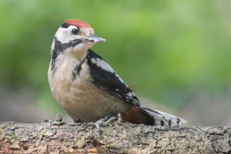 Great Spotted Woodpecker (Dendrocopos major) juvenile, Lower Saxony, Germany
