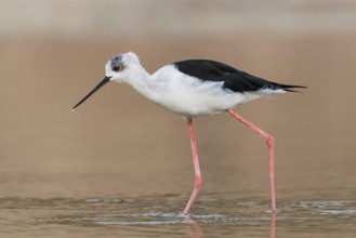 Black-winged Stilt (Himantopus himantopus) foraging, Eilat, Israel
