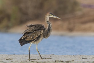 Purple Heron (Ardea purpurea) foraging, Eilat, Israel