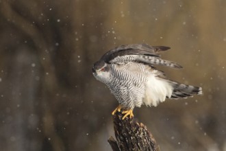 Northern Goshawk (Accipiter gentilis) female, Baden-Wuerttemberg, Germany
