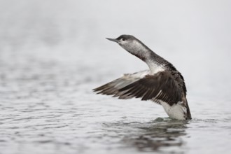 Red-throated Loon (Gavia stellata), Schleswig-Holstein, Germany