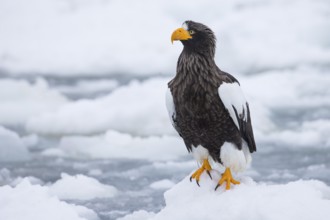 Steller's Sea Eagle (Haliaeetus pelagicus) on snow, Hokkaido, Japan