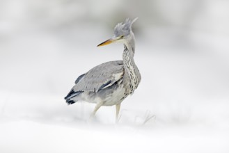 Grey Heron in white snow, wind during cold winter. Wildlife scene from Poland nature. Snow storm