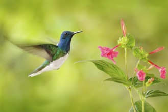 Bird with red flower. Hummingbird White-necked Jacobin, flying next to beautiful red flower with