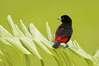 Tanager from tropic forest. Black and red song bird. Scarlet-rumped Tanager, Ramphocelus