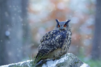 Eagle Owl, Bubo bubo, snow and light, winter forest habitat in background, white trees. Wildlife