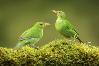 Green Honeycreeper, Chlorophanes spiza, exotic tropical malachite green and blue bird form Costa