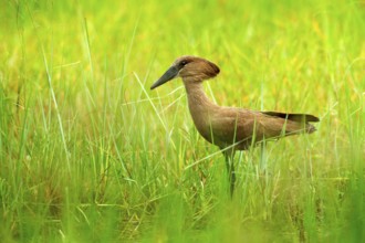 Hamerkop, Scopus umbretta, in the green grass. wet season in Africa. Brown bird in the nature