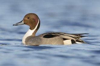 Northern Pintail (Anas acuta) male, British Columbia, Canada