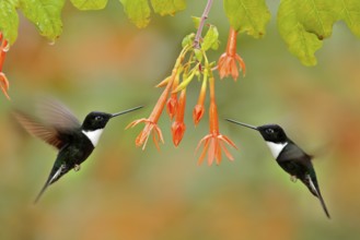 Hummingbird with flower. Collared Inca, Coeligena torquata, dark green black and white hummingbird