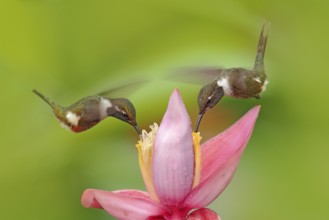 Two hummingbird with pink flower, fly. Beautiful flowered habitat with bird. Little bird flight