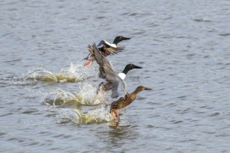 Northern Shoveler (Spatula clypeata) group taking flight, Mecklenburg-Western Pomerania, Germany